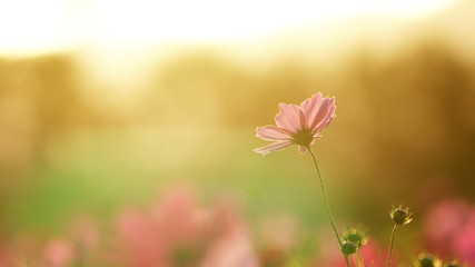 夕刻の一輪のコスモス
