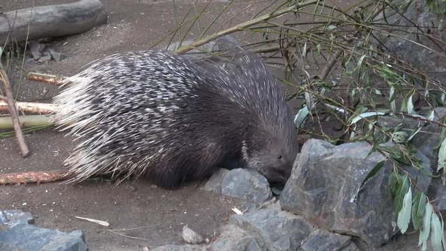 The Indian crested porcupine (Hystrix indica), or Indian porcupine