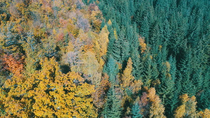 aerial flying abouve forest in autumn with colorful red and yellow trees on sunny day