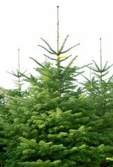 Christmas, Weihnachten, Christbaumplantage, Weihnachtsbaumplantage, Christbäume, Weihnachtsbäume,...