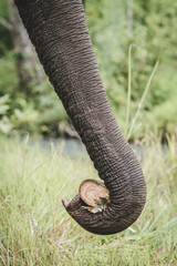 details of asian elephant