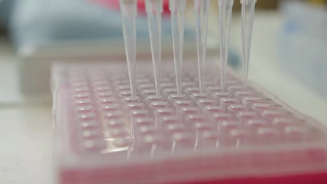 A handheld shot of a researcher pipetting samples to smaller vials in a genetic laboratory at university 