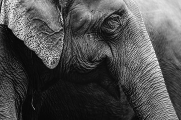 details of trunk and ears of asian elephant in b&w