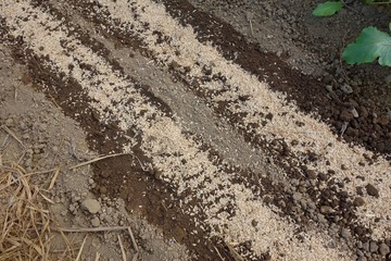 秋の苗床