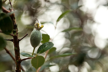 feijoa grow in garden