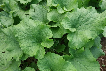 サラダゴボウの葉