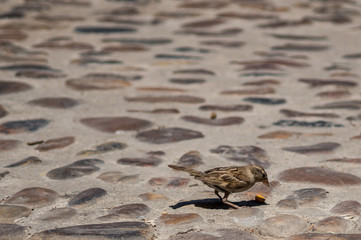Sparrow eating from the ground