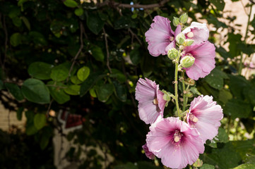 Pink flowers in the vegetation