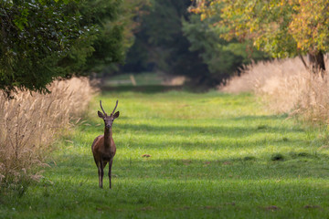 Junger Hirsch im Naturpark Schönbuch