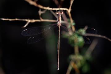 Dragonfly in its natural environment.