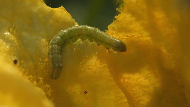 Small caterpillar sits on yellow pumpkin flower and falter in summer wind. Insect a macro and extreme close up