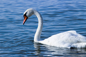 Cigno sul lago Balaton
