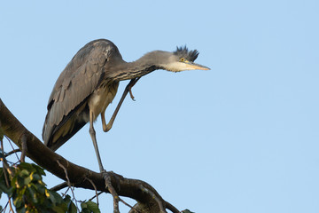 Graureiher bei der Gefiederpflege