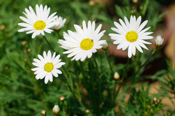 Fototapeta premium Beautiful white flowers