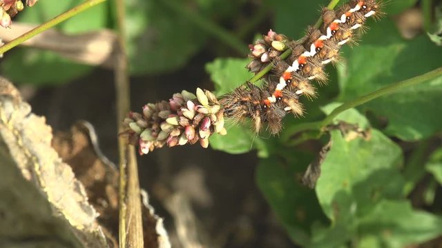 Black hairy caterpillar with red spots crawling on green grass in meadow. Insect a macro and extreme close up