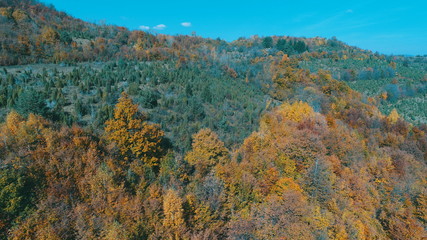 aerial flying abouve forest in autumn with colorful red and yellow trees on sunny day