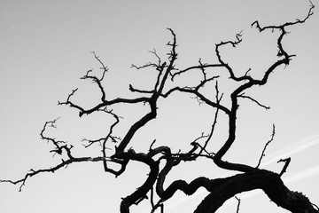 Silhouette of tree without leaves