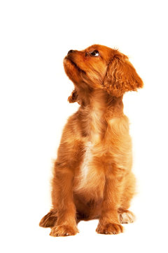 Cavalier King Charles Spaniel sitting, front view with head up and looking to side, white background