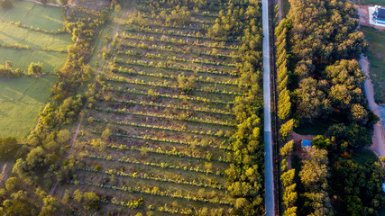 Fototapeta premium Surfaces on Livestock house, land and Cattle Farm in rural in Thailand with sunrise, fog and mountain background (photo by drone from hight view)