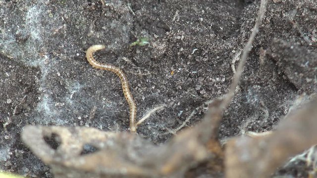 Insect Linotaeniidae Strigamia bibens soil centipede crawling on black ground in agricultural garden of  farmer. Autumn