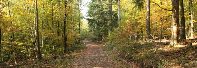 Laubwald im Herbst 12
