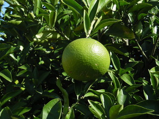 The mandarin orange which is still blue even if it becomes big