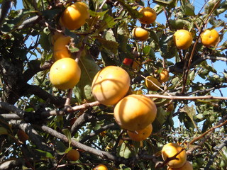 Ripe persimmons and the tree
