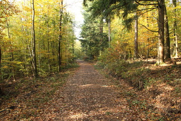 Laubwald im Herbst 11