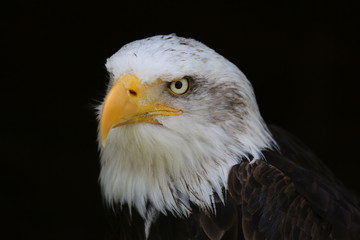 fotos de rapaces barios 