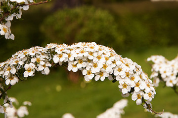 Arching branch of white Spiraea arguta flowers - Bridal Wreath
