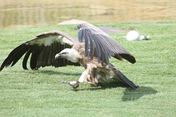 fotos de rapaces varios aguila buitre varios 