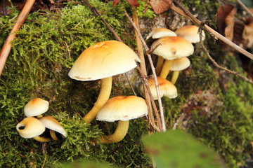 Pilze im Wald 3