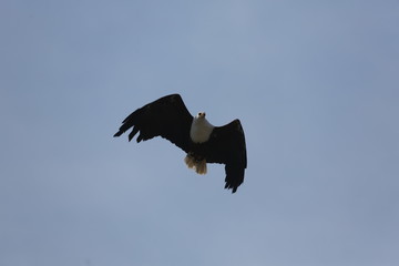 fotos de rapaces varios aguila buitre varios 