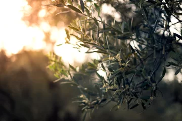 Crédence de cuisine en verre imprimé Olivier Leaves of an olive tree in spring season with blossoming.