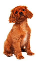 Sitting spaniel puppy