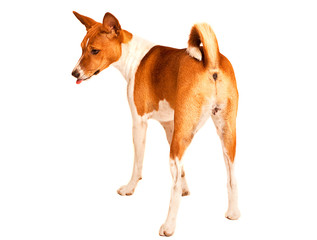 Young Basenji Bitch with her tongue out.