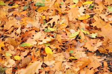 Herbstlaub 4