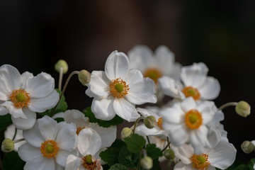 Naklejka na ściany i meble 白いシュウメイギクの花