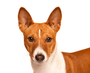Basenji bitch, eye contact
