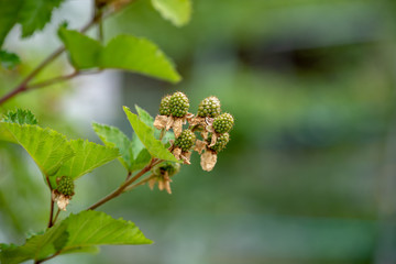 ブラックベリーの未熟果