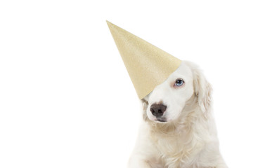 CUTE DOG WITH BLUE EYES CELEBRATING A BIRTHDAY OR NEW YEAR PARTY WITH A GOLDEN GLITTER HAT. ISOLATED AGAINST WHITE BACKGROUND