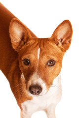 Eye contact with Basenji