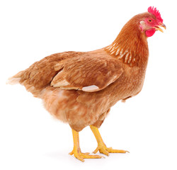 Brown hen isolated.