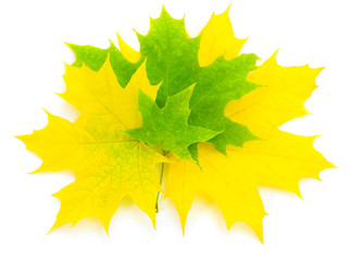  Colorful autumn leaves.