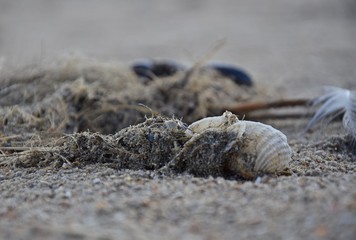 Muscheln, Federn und Seetang an einem Strand im Herbst