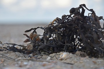 Muscheln, Federn und Seetang an einem Strand im Herbst
