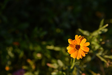 little orange marigold on garden on sunny day