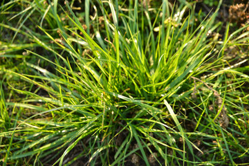 Obraz premium a pile of lush green grass covered with sunshine