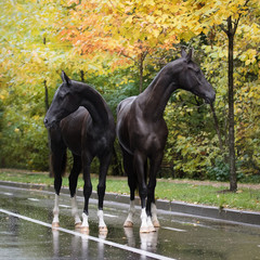 Two beautiful black horses standing on autumn background