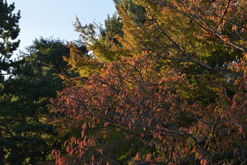 紅葉